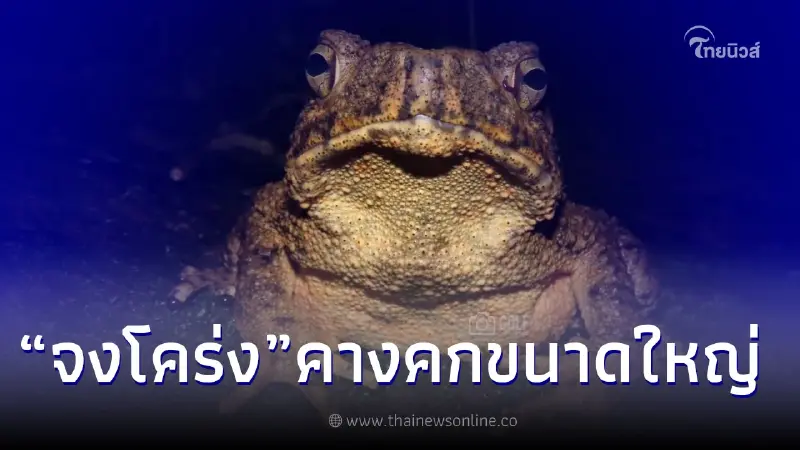 "จงโคร่ง" คางคกขนาดใหญ่ สัตว์ที่มีเสียงร้องสุดแปลก