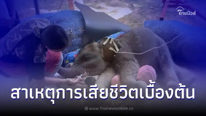 "พลายตุลา" ลูกช้างป่าล้มแล้ว หลังพบภาวะบาดเจ็บรุนแรงจากโรคกระดูกบาง "พลายตุลา" ลูกช้างป่าล้มแล้ว หลังพบภาวะบาดเจ็บรุนแรงจากโรคกระดูกบาง