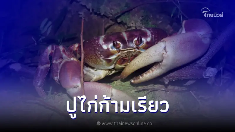 "ปูไก่ก้ามเรียว" ปูหายาก หลัง อช.เขาหลัก-ลำรู่ พบในพื้นที่ "ปูไก่ก้ามเรียว" ปูหายาก หลัง อช.เขาหลัก-ลำรู่ พบในพื้นที่