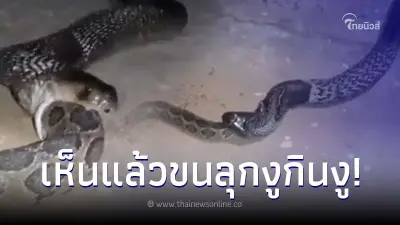 ขนลุก คลิปงูเห่าอินเดียงาบงูเหลือม เขมือบหมดยันหางไม่ถึงนาที