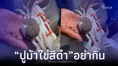 เตือน เจอ "ปูม้า" ไข่สีดำ อย่ากินเด็ดขาด
