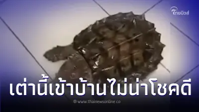 หนุ่มโพสต์ เต่าเข้าบ้านตอนฝนตก เชื่อโชคดีมาเยือน ชาวเน็ตเห็นรีบเตือนทันที