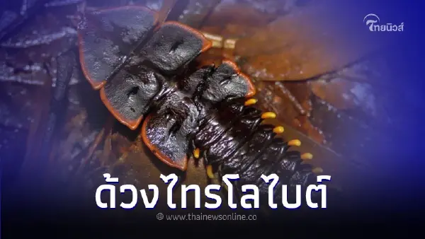 ทำความรู้จักสัตว์ดึกดำบรรพ์ที่ไร้พิษสง "ด้วงไทรโลไบต์"