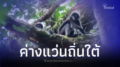 ชมภาพ "ค่างแว่นถิ่นใต้" อุทยานแห่งชาติเขาหลัก-ลำรู่ ชมภาพ "ค่างแว่นถิ่นใต้" อุทยานแห่งชาติเขาหลัก-ลำรู่