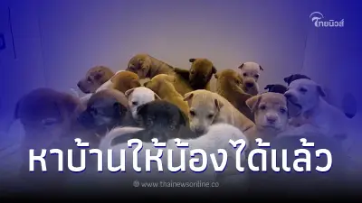 เผยอาการล่าสุด ลูกสุนัขถูกทิ้งตากฝน 19 ตัว หมดห่วงน้องได้บ้านครบแล้ว