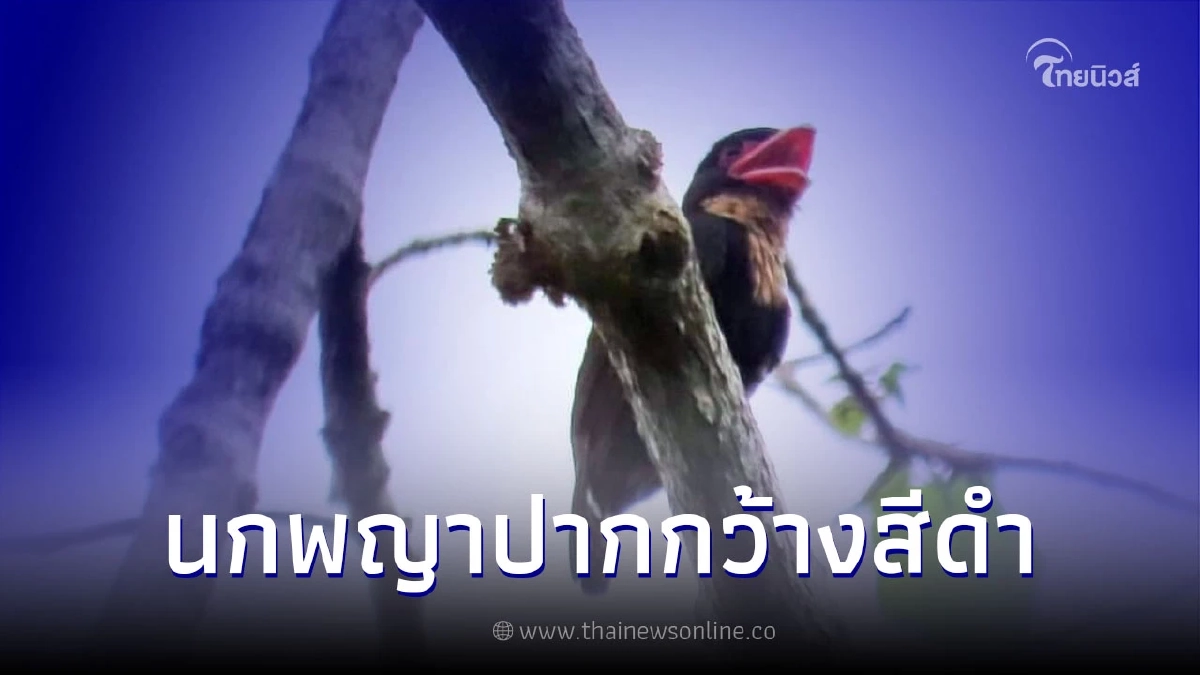 ทำความรู้จัก! "นกพญาปากกว้างสีดำ" นกประจำถิ่น