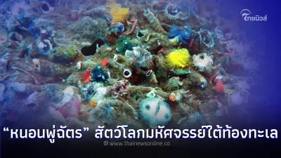 เปิดภาพ "หนอนพู่ฉัตร" สัตว์โลกมหัศจรรย์ใต้ท้องทะเล