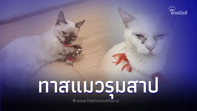 "คาเฟ่แมว" โดนถล่มยับ แมวป่วยไม่แยกรักษา พอแจ้งร้านก็ไม่สนใจ ห่วงขาดรายได้ "คาเฟ่แมว" โดนถล่มยับ แมวป่วยไม่แยกรักษา พอแจ้งร้านก็ไม่สนใจ ห่วงขาดรายได้