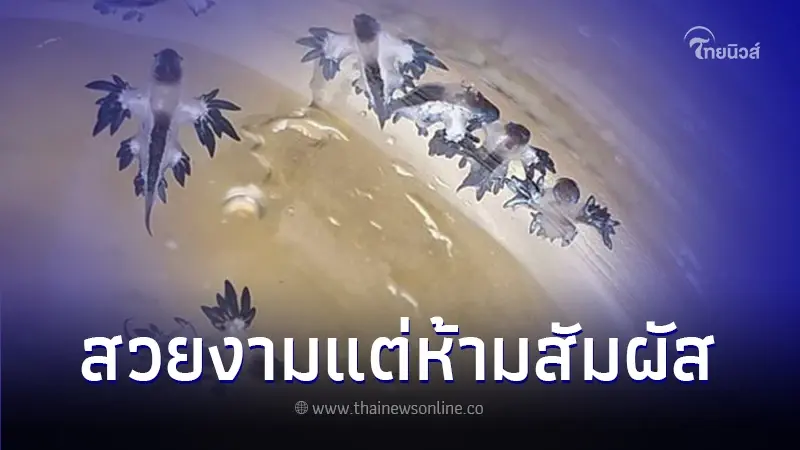 พบ "ทากเปลือย" บริเวณชายหาดกระรน ภูเก็ต เตือนห้ามสัมผัสเด็ดขาด พบ "ทากเปลือย" บริเวณชายหาดกระรน ภูเก็ต เตือนห้ามสัมผัสเด็ดขาด