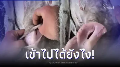 หนุ่มคาใจ ไปซื้อปลาที่ตลาด สังเกตเห็นท้องแปลกๆ ก่อนผ่าดูข้างในถึงกับอึ้ง