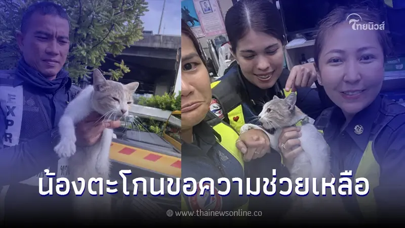 เจ้าหน้าที่ ได้ยินเสียงแมวร้องตะโกนขอความช่วยเหลือ รุดเข้าช่วย เจอเต็ม ๆ เจ้าหน้าที่ ได้ยินเสียงแมวร้องตะโกนขอความช่วยเหลือ รุดเข้าช่วย เจอเต็ม ๆ