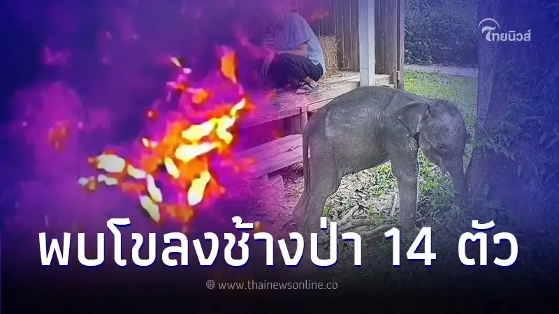 โดรนจับภาพโขลงช้างป่าได้ 14 ตัว คาดเป็นโขลงครอบครัว "กันยา" ลูกช้างพลัดหลง โดรนจับภาพโขลงช้างป่าได้ 14 ตัว คาดเป็นโขลงครอบครัว "กันยา" ลูกช้างพลัดหลง