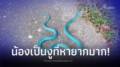 ฮือฮาเจอ "งูสีฟ้า" ยิ่งเลื้อยยิ่งดูสวยแปลกตา ผู้รู้บอกเป็นงูหายาก