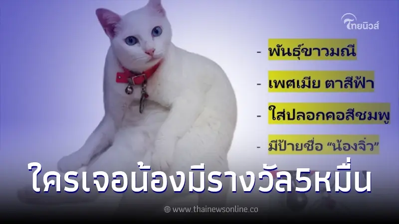 ประกาศตามหาแมว ชื่อ น้องจิ๋ว เงินรางวัล 5หมื่น บอกพิกัดหายชัดเจน ประกาศตามหาแมว ชื่อ น้องจิ๋ว เงินรางวัล 5หมื่น บอกพิกัดหายชัดเจน