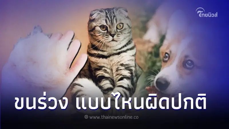 หมาแมวที่บ้านขนร่วง แบบไหนผิดปกติ ดูได้ยังไงบ้าง หมาแมวที่บ้านขนร่วง แบบไหนผิดปกติ ดูได้ยังไงบ้าง