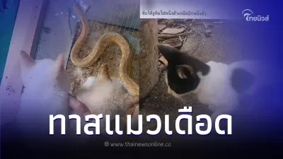 ทาสแมวเดือด รับไม่ได้ หลังหนุ่มโพสต์รับ "ลูกแมว" ให้ "งู" เขมือบเป็นอาหาร