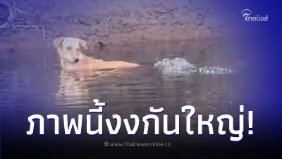 นักวิทย์ถกกันวุ่น "จระเข้ช่วยน้องหมา" แถมนักล่าชอบลอยคอชมดาวเรือง