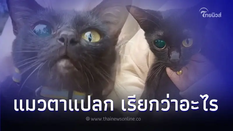 แมวตาแปลก ครั้งแรกที่เคยเห็น เขาเรียกว่าอะไรช่วยตอบที