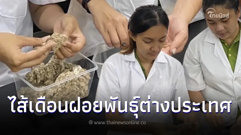 กรมวิชาการเกษตร แนะเลี้ยงขยายไส้เดือนฝอยสายพันธุ์ต่างประเทศอย่างง่าย กรมวิชาการเกษตร แนะเลี้ยงขยายไส้เดือนฝอยสายพันธุ์ต่างประเทศอย่างง่าย