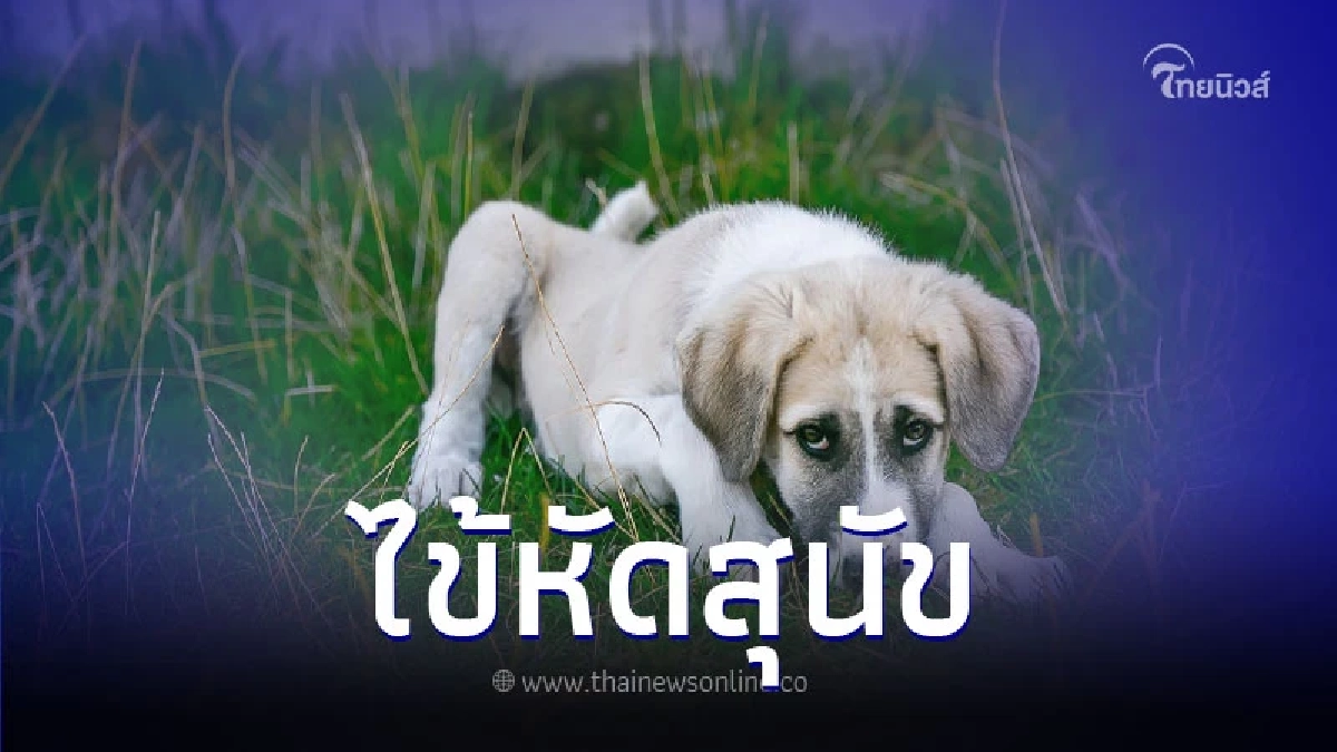 ทำความรู้จัก "โรคไข้หัดสุนัข" รักษาอย่างไรไม่ให้อันตรายถึงชีวิต