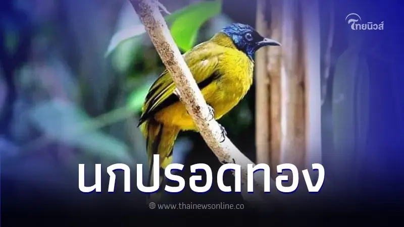 เปิดภาพ "นกปรอดทอง" จากอุทยานแห่งชาติน้ำตกทรายขาว เปิดภาพ "นกปรอดทอง" จากอุทยานแห่งชาติน้ำตกทรายขาว