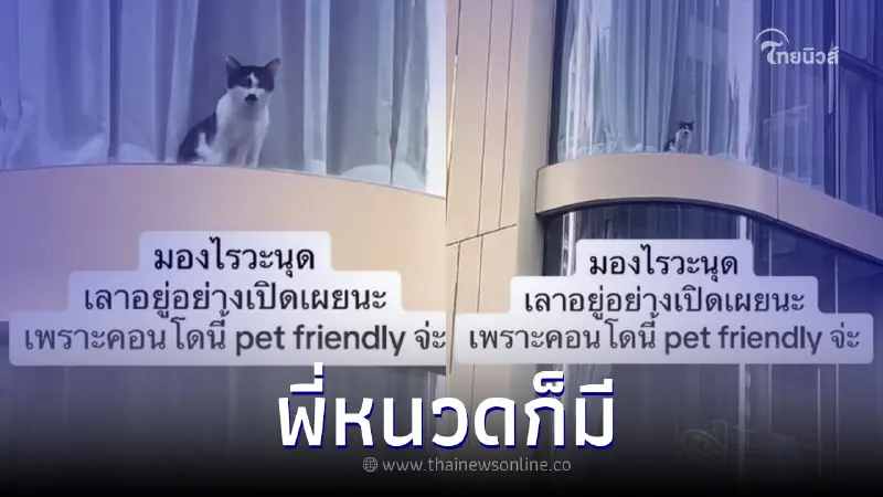 เพื่อนบ้านเจอ 'คุณหนูดิ๊กกี้' อยู่ห้องหรู 30 ล้าน ล่าสุดเจอ 'แมวหนวด' อีกตัว เพื่อนบ้านเจอ 'คุณหนูดิ๊กกี้' อยู่ห้องหรู 30 ล้าน ล่าสุดเจอ 'แมวหนวด' อีกตัว