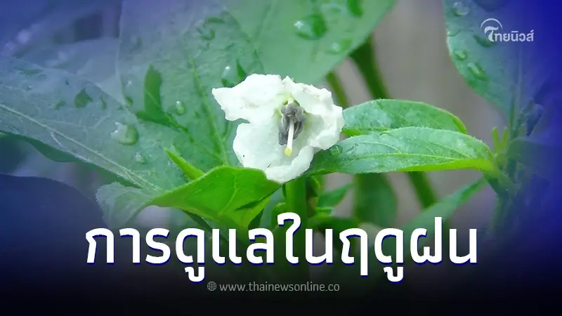 การปลูกเเละการดูเเลพืชผักในฤดูฝน พืชชนิดไหนไม่ควรปลูก