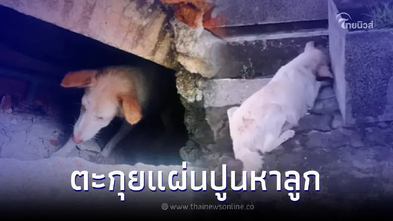เวทนา แม่หมาตะกุยแผ่นปูนร้องหาลูกที่ถูกโบกปูนปิดไว้ ก่อน WDT เข้าช่วยเหลือ เวทนา แม่หมาตะกุยแผ่นปูนร้องหาลูกที่ถูกโบกปูนปิดไว้ ก่อน WDT เข้าช่วยเหลือ