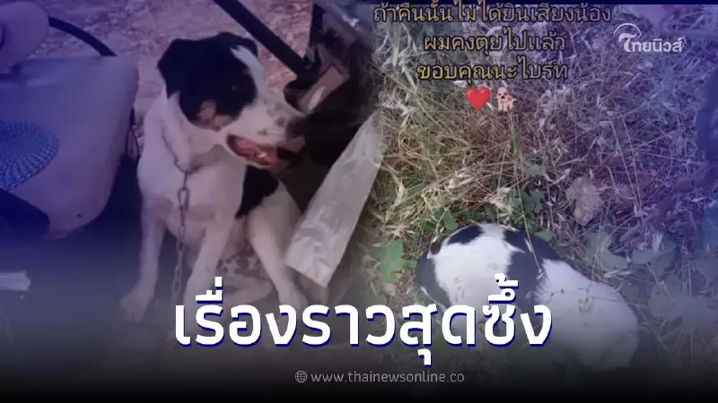 หนุ่มไทยเผยเรื่องราวสุดซึ้ง รอดชีวิตจากกลุ่มฮามาส เพราะสุนัขที่เลี้ยงไว้ หนุ่มไทยเผยเรื่องราวสุดซึ้ง รอดชีวิตจากกลุ่มฮามาส เพราะสุนัขที่เลี้ยงไว้
