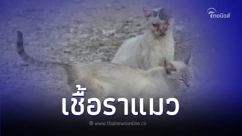 ช่วงอากาศชื้น ระมัดระวัง! "เชื้อราแมว" ช่วงอากาศชื้น ระมัดระวัง! "เชื้อราแมว"