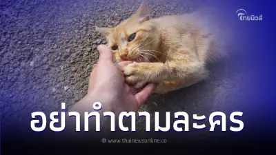 หนุ่มคลั่งรัก เห็นแฟนสาวถูกแมวข่วน รีบทำตามแบบละครทันที สุดท้ายโดนแจ็กพอต หนุ่มคลั่งรัก เห็นแฟนสาวถูกแมวข่วน รีบทำตามแบบละครทันที สุดท้ายโดนแจ็กพอต