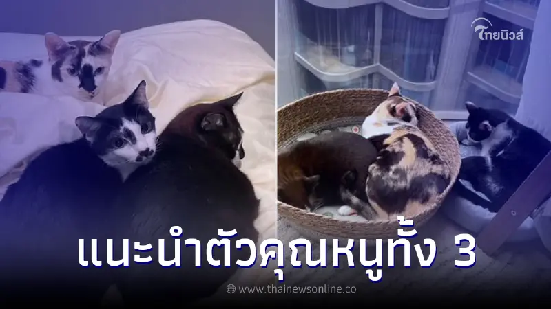 "น้องชาลี" แมวหนวด ดาวTiktok  เพื่อนบ้านคุณหนูดิ๊กกี้