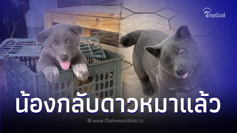 "น้องดุ่ย" หมาอ้วนหน้ามีมผู้โด่งดัง กลับดาวหมาแล้ว