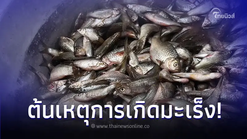 เปิดภาพพยาธิในปลา เตือนใจ สายกิน ลาบ ก้อย ปลาส้ม ปลาร้า เปิดภาพพยาธิในปลา เตือนใจ สายกิน ลาบ ก้อย ปลาส้ม ปลาร้า