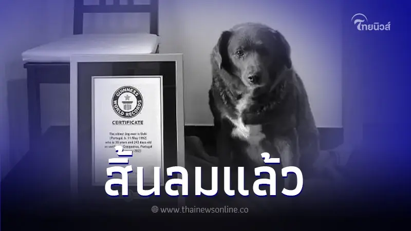 ทาสเศร้า "โบบี" สุนัขอายุยืนที่สุดในโลก กลับดาวหมาแล้ว ทาสเศร้า "โบบี" สุนัขอายุยืนที่สุดในโลก กลับดาวหมาแล้ว