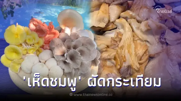 แจกสูตรเด็ด "เห็ดผัดกระเทียม" เคยกินกันไหม "เห็ดสีชมพู" สวย ดี ประโยชน์เพียบ แจกสูตรเด็ด "เห็ดผัดกระเทียม" เคยกินกันไหม "เห็ดสีชมพู" สวย ดี ประโยชน์เพียบ