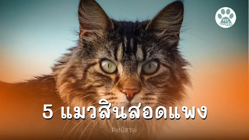 5 อันดับ แมวสินสอดแพง ใครชอบก็ให้แม่มาขอ 5 อันดับ แมวสินสอดแพง ใครชอบก็ให้แม่มาขอ