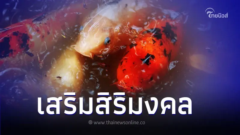 ทำความรู้จัก "ปลาแฟนซีคาร์ป" นิยมนำมาเลี้ยงเพื่อความเป็นสิริมงคล ทำความรู้จัก "ปลาแฟนซีคาร์ป" นิยมนำมาเลี้ยงเพื่อความเป็นสิริมงคล