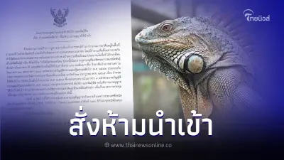 กรมอุทยานฯ สั่งห้ามนำเข้า "อิกัวนา" หลังแพร่พันธุ์เร็ว หวั่นกระทบระบบนิเวศ กรมอุทยานฯ สั่งห้ามนำเข้า "อิกัวนา" หลังแพร่พันธุ์เร็ว หวั่นกระทบระบบนิเวศ