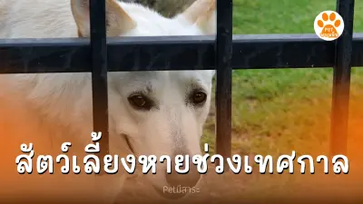 ตามหายังไง สัตว์เลี้ยงหายไปจากบ้านช่วงเทศกาล ตามหายังไง สัตว์เลี้ยงหายไปจากบ้านช่วงเทศกาล