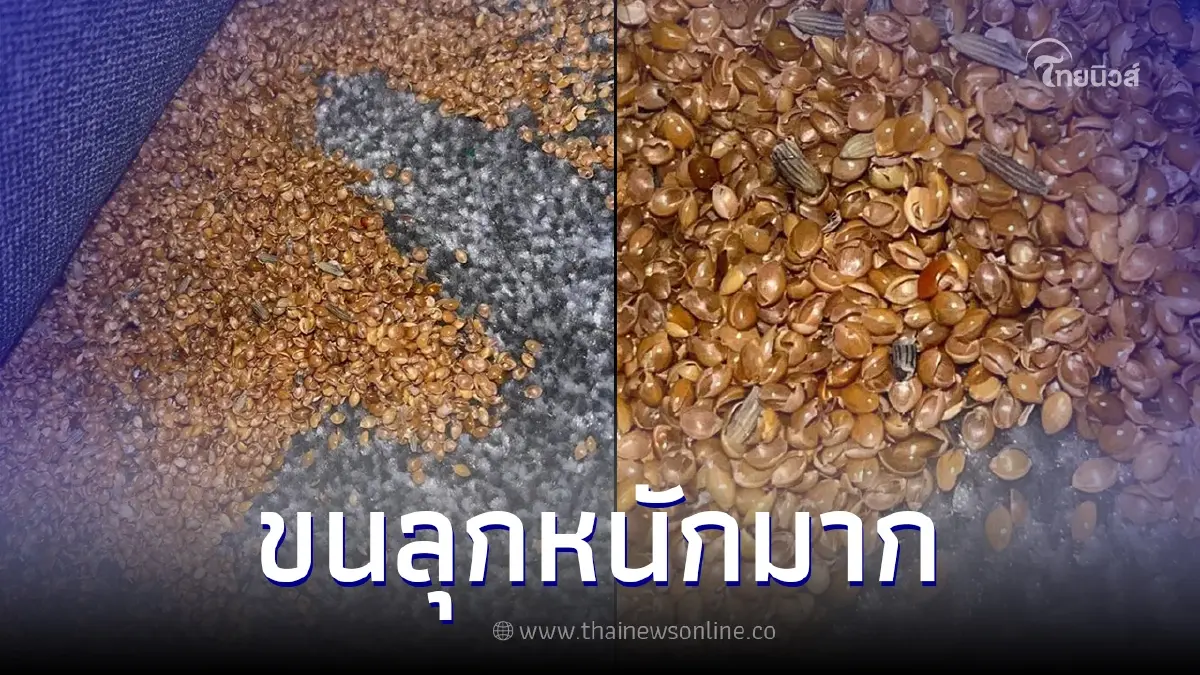 แม่ข้องใจ หลังเจอสิ่งคล้ายไข่แมลงสยอง ในห้องนอนลูก ก่อนเจอต้นตอที่แท้จริง แม่ข้องใจ หลังเจอสิ่งคล้ายไข่แมลงสยอง ในห้องนอนลูก ก่อนเจอต้นตอที่แท้จริง