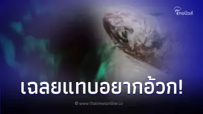 แม่ซื้อปลาทะเลจากท่าเรือ ตุ๋นกินอร่อยในตอนกลางวัน ตกดึกกลับเรืองแสง
