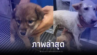 เปิดภาพล่าสุด หมาจร 2 แม่ลูก โดนโบกปูนปิดรูใต้ตึก หลังมีชีวิตใหม่