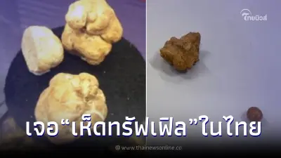 สุดเจ๋ง! นักวิจัยมหาวิทยาลัยเชียงใหม่ ค้นพบ "เห็ดทรัฟเฟิล" ครั้งแรกในไทย สุดเจ๋ง! นักวิจัยมหาวิทยาลัยเชียงใหม่ ค้นพบ "เห็ดทรัฟเฟิล" ครั้งแรกในไทย