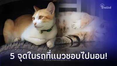 เผย! 5 จุดในรถที่แมวชอบไปนอน เจ้าของรถควรระวัง! ก่อนออกเดินทาง
