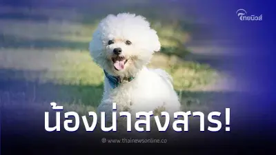 หมอวอน "หยุดผสมหมาให้ตัวเล็ก" พร้อมเผยมุมมืด น้องต้องทรมาณมากกว่าที่คิด
