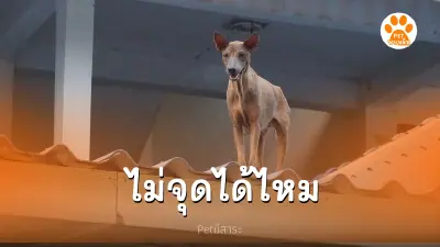 เสียงพลุช่วงเทศกาล ทำสุนัขบางตัวไม่ได้กลับมาบ้านอีกเลย