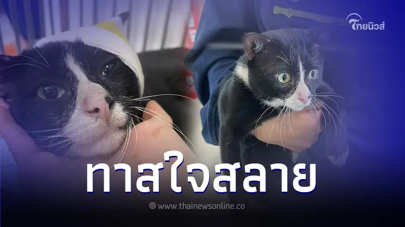 ทาสใจสลาย "น้องแมว" โดนยิงฉมวกทะลุกะโหลก ต้องเฝ้าระวังอาการแทรกซ้อน