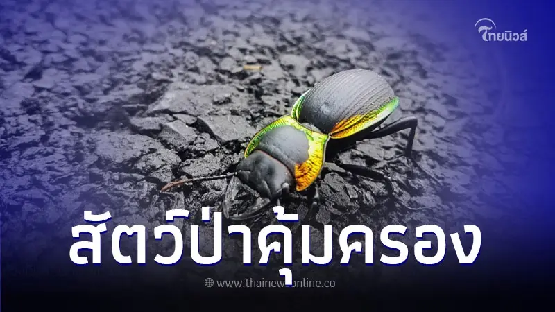 ชมภาพ "ด้วงดินขอบทองแดง" สัตว์ป่าคุ้มครองจำพวกแมลง ชมภาพ "ด้วงดินขอบทองแดง" สัตว์ป่าคุ้มครองจำพวกแมลง