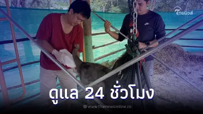 เผยอาการล่าสุด "เจ้าเดือน" ลูกช้างป่าพลัดหลง จัดเวรดูแลเข้มตลอด 24 ชั่วโมง เผยอาการล่าสุด "เจ้าเดือน" ลูกช้างป่าพลัดหลง จัดเวรดูแลเข้มตลอด 24 ชั่วโมง
